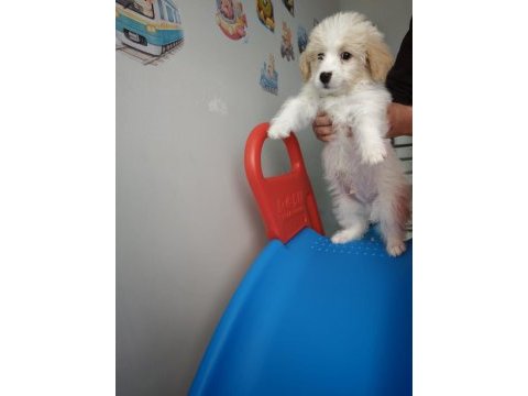 Maltipoo 2 aylık