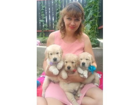 Golden retriever gelip görerek alabilirsiniz