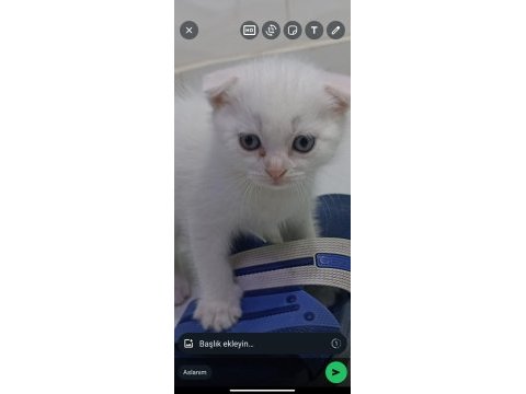 Scottish fold yavrular