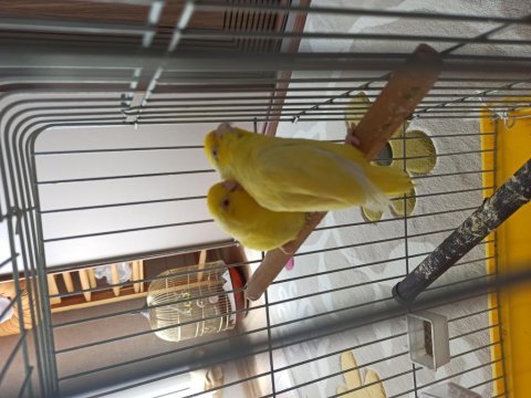 Forpus çiftler