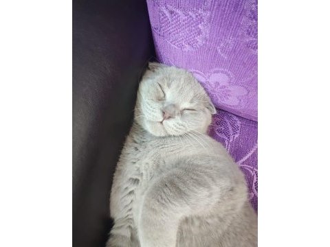 3 aylık eğitimli scottish fold