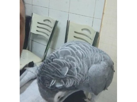 Full evcil jako papağanı