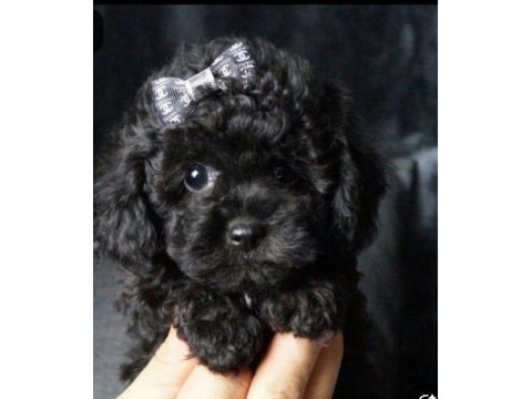 Siyah renk poodle yavrularımız