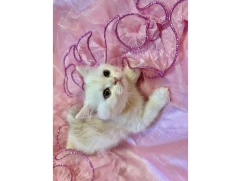 Safkan british shorthair bebek