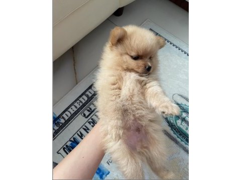 50 günlük erkek pomeranian kendi yavrumuz