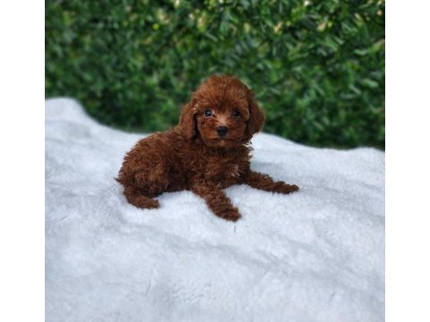 Toy poodle yavrularımız
