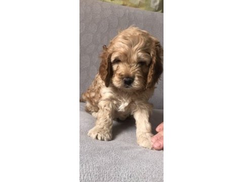 Cocker yavruları