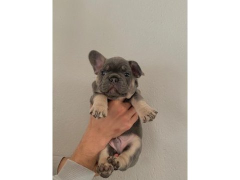 50 günlük a kalite yavrular french bulldog