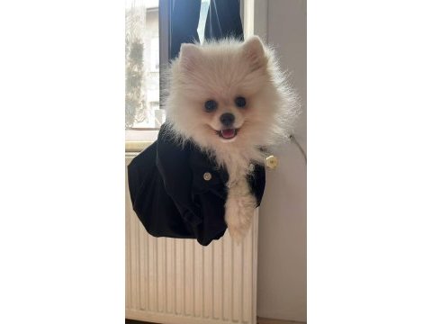 3 aylık dişi pomeranian boo