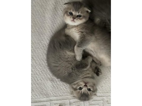 Scottish tabby british longhair erkek ve dişi 2 aylık