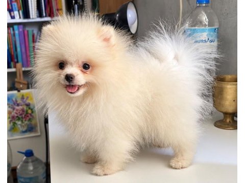 Orijinal pomeranian boo dişi yavru