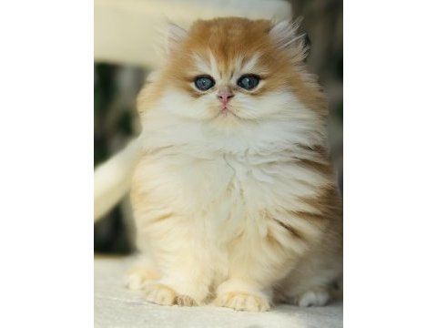 Safkan golden ny 12 muhteşem tip british longhair