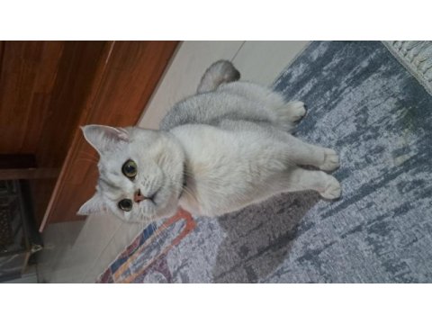 British shorthair silver dişi