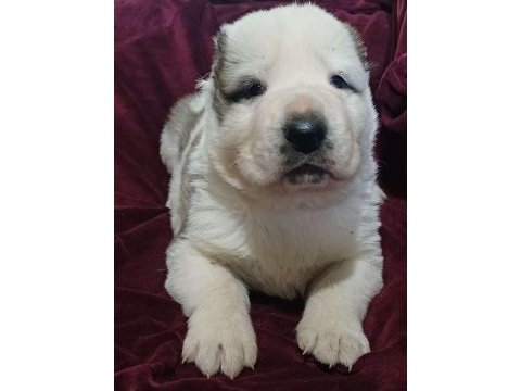 Sağlıklı alabay köpeği yavrular
