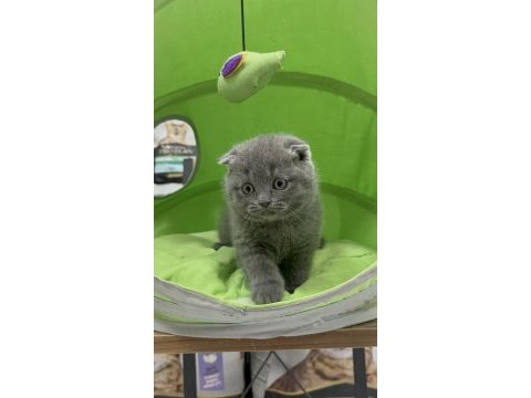 Scottish fold dişi yavrumuz