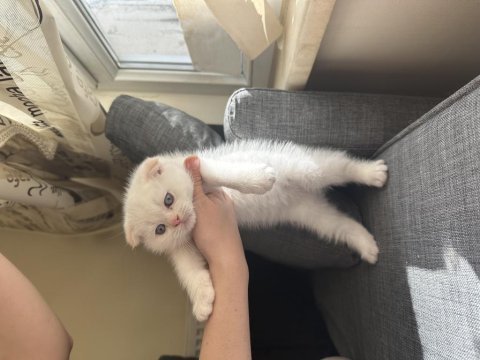 Scottish fold daha uygun safkanı yok!