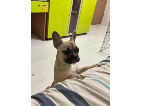 3 aylık french bulldog