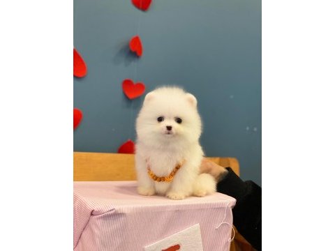 Yeni evlerine gitmeye hazır pomeranian yavruları