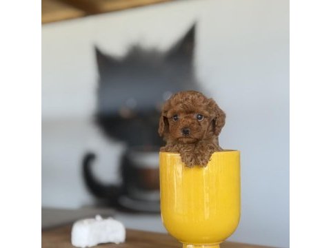 Red brown poodle yavrularımız