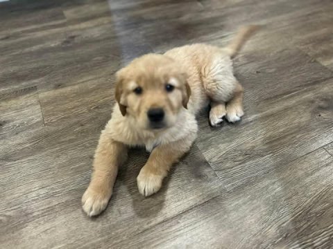 Bebek yüz golden retriever yavrular