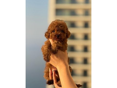 Poodle erkek dişi yavrularımız toy poodeller