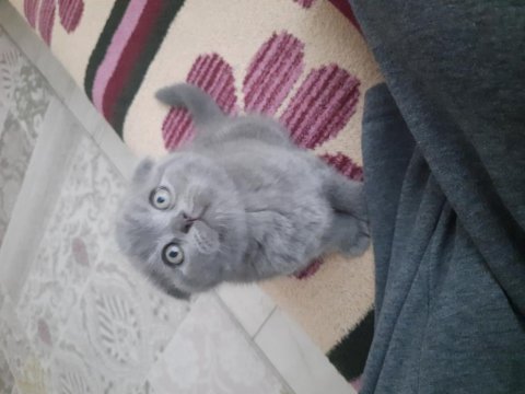 A kalite sıfır kulak scottish fold