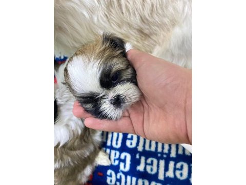 Yavru orjinal shih tzu