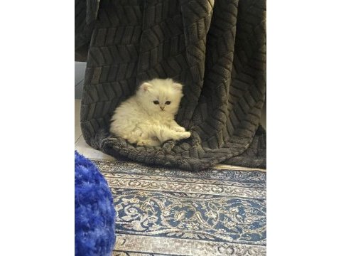 Çok tatlı, safkan british longhair erkek yavru