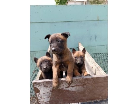 İrkinin en iyi belcika kurtlari malinois