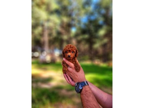 Toy poodle mı istemiştiniz