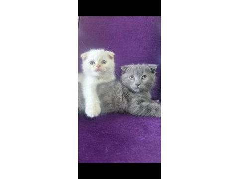 Koca kafalı kediler