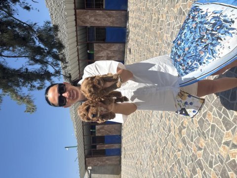 Maltipoo yavrularım sağlık ve ırk garantilidir