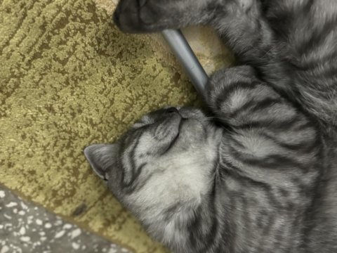 Orijinal anne baba british shorthair yuva arıyor