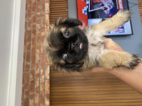 60 günlük pekinez köpekler