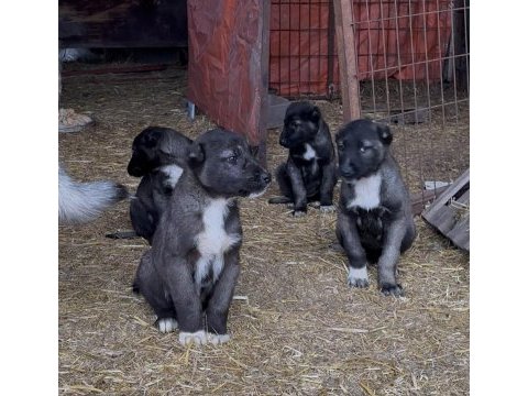 Show kalite safkan sivas kangal yavrularımız