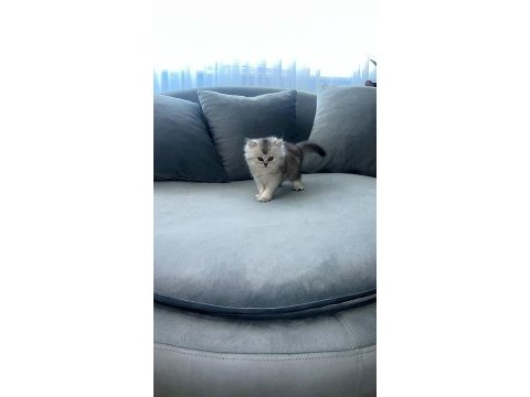 Safkan iran kedisi ırkı (chinchilla)