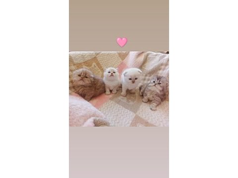 1 aylık safkan scottish fold yavrular
