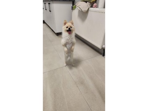 Ücretsiz oyuncu sevgi dolu pomeranian sadece ankara içine