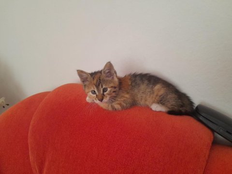 Acil yavru kedim
