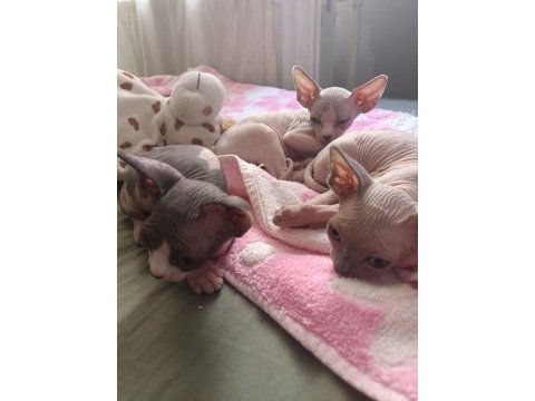 Sphynx 20 mayıs doğumlu oğlanlar