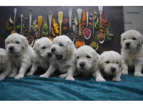 Golden retriever gelip görerek alabilirsiniz