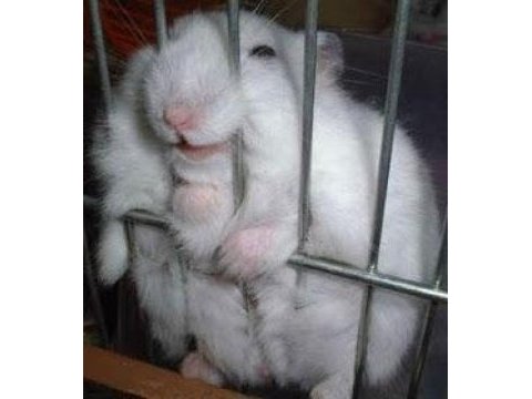 Yavru beyaz & anne beyaz hamster istanbul içi