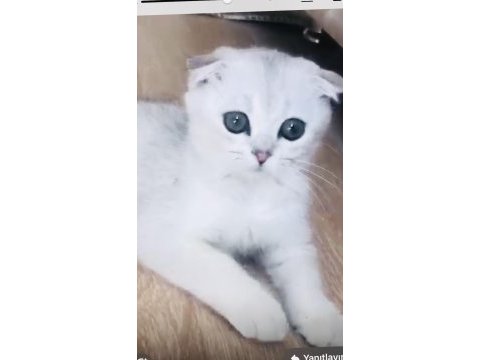 Şecereli ağzı gözü sürmeli show güzeli scottish fold