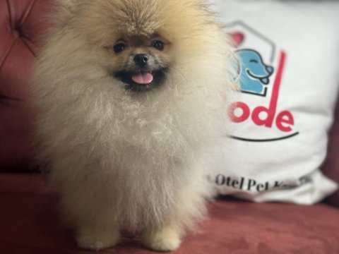Petmode köpek çiftliğinden teddy face pomeranian