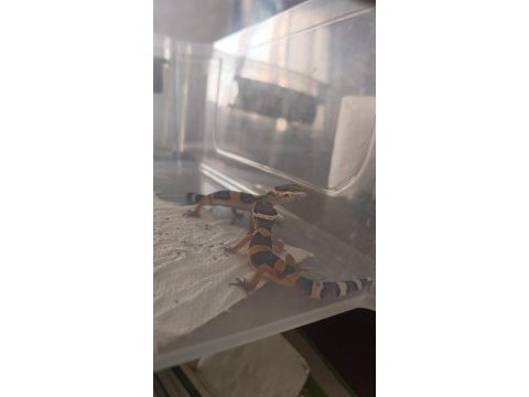 Leopar gecko yavru