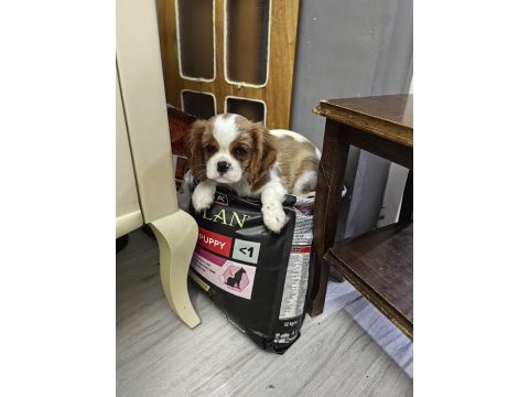 Emsalsiz cavalier king charles yavrularım ev ortamından