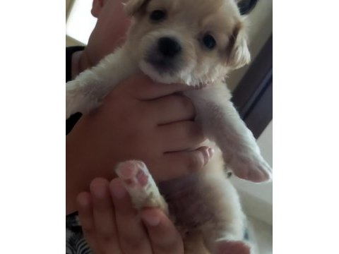Maltipoo yavru