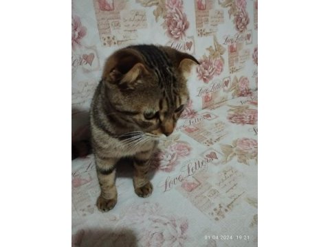 Sahiplendirilecek 3 aylık british shorthair