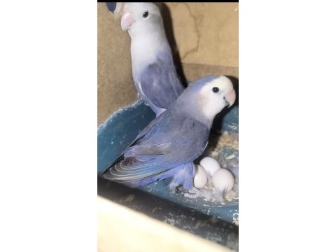 Mutasyon sevda papağanı takım