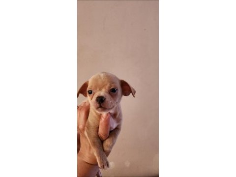 Orijinal elma kafa chihuahua yavruları bir dişi bir erkek